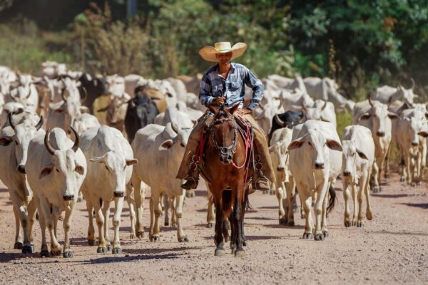 Kødædende parasit fundet i Texas: Landbruget frygter nye milliardtab og strammere handel