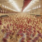 Dansk kyllingefarm skaber pres: Muligt forbud rykker nærmere