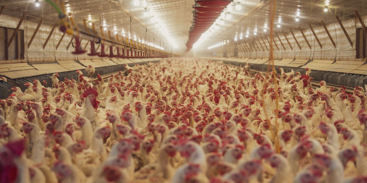Dansk kyllingefarm skaber pres: Muligt forbud rykker nærmere